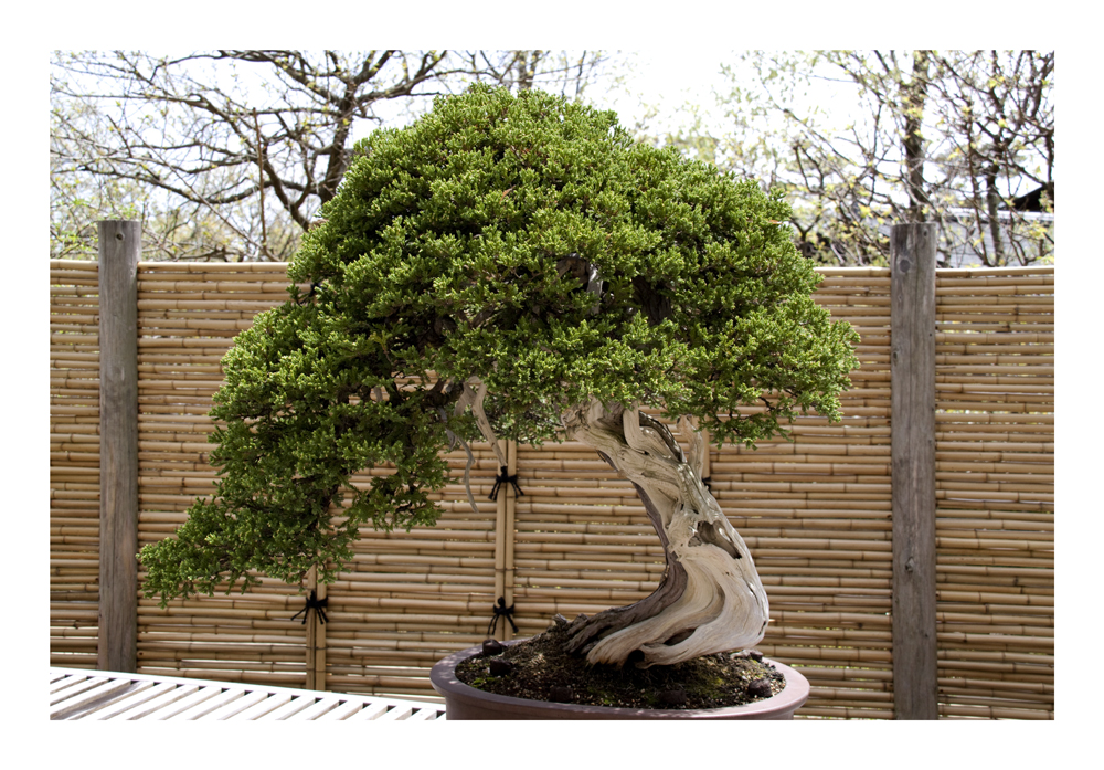 BONSAI [3]