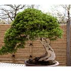 BONSAI [3]