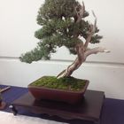 Bonsai