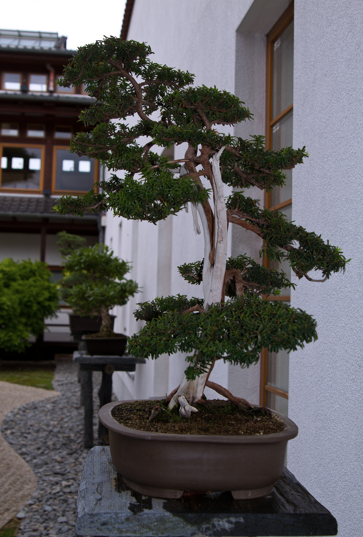 Bonsai