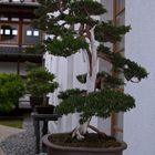 Bonsai