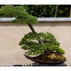 BONSAI [4]