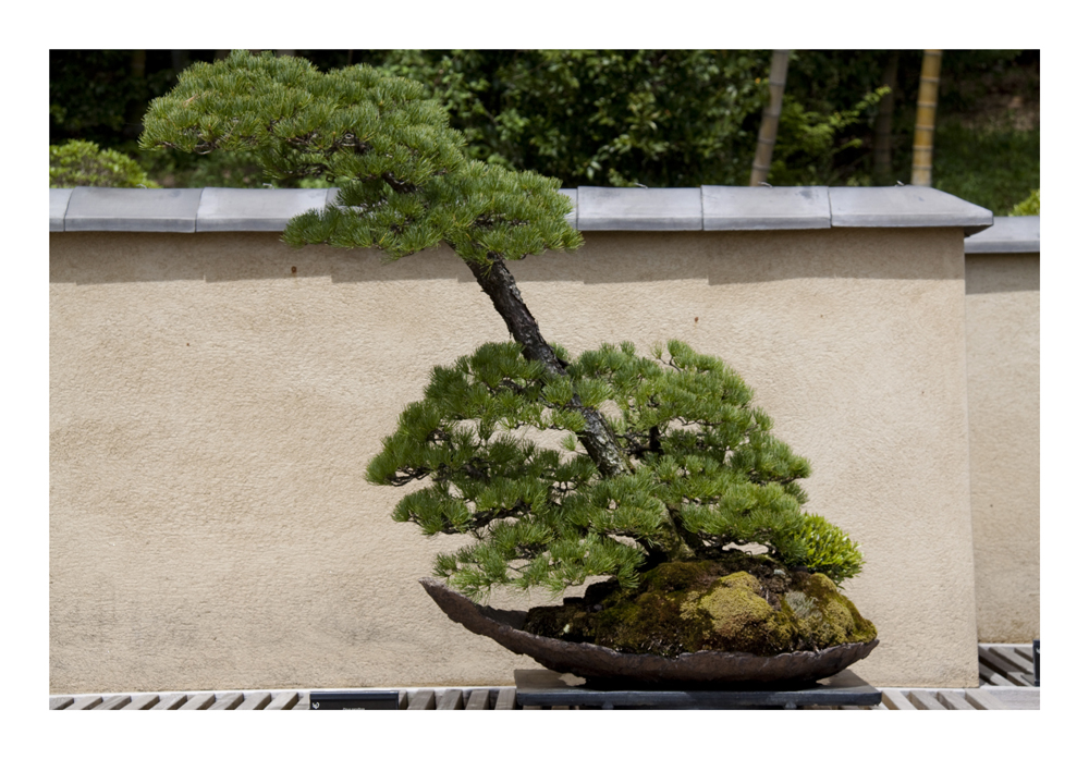 BONSAI [4]