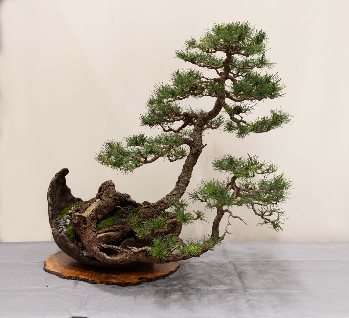 Bonsai 