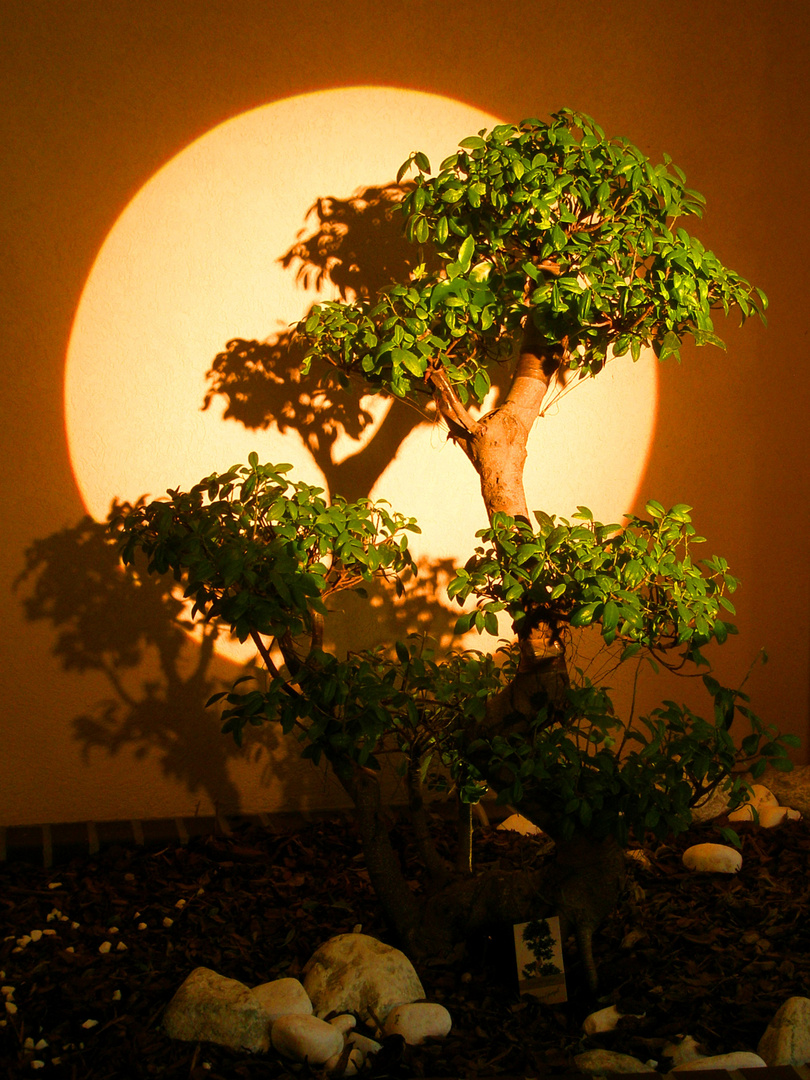 Bonsai