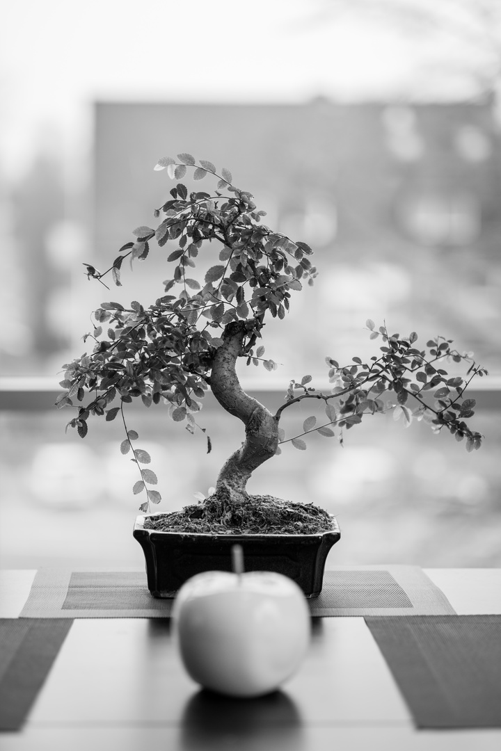 Bonsai