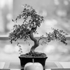 Bonsai