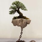 bonsai 