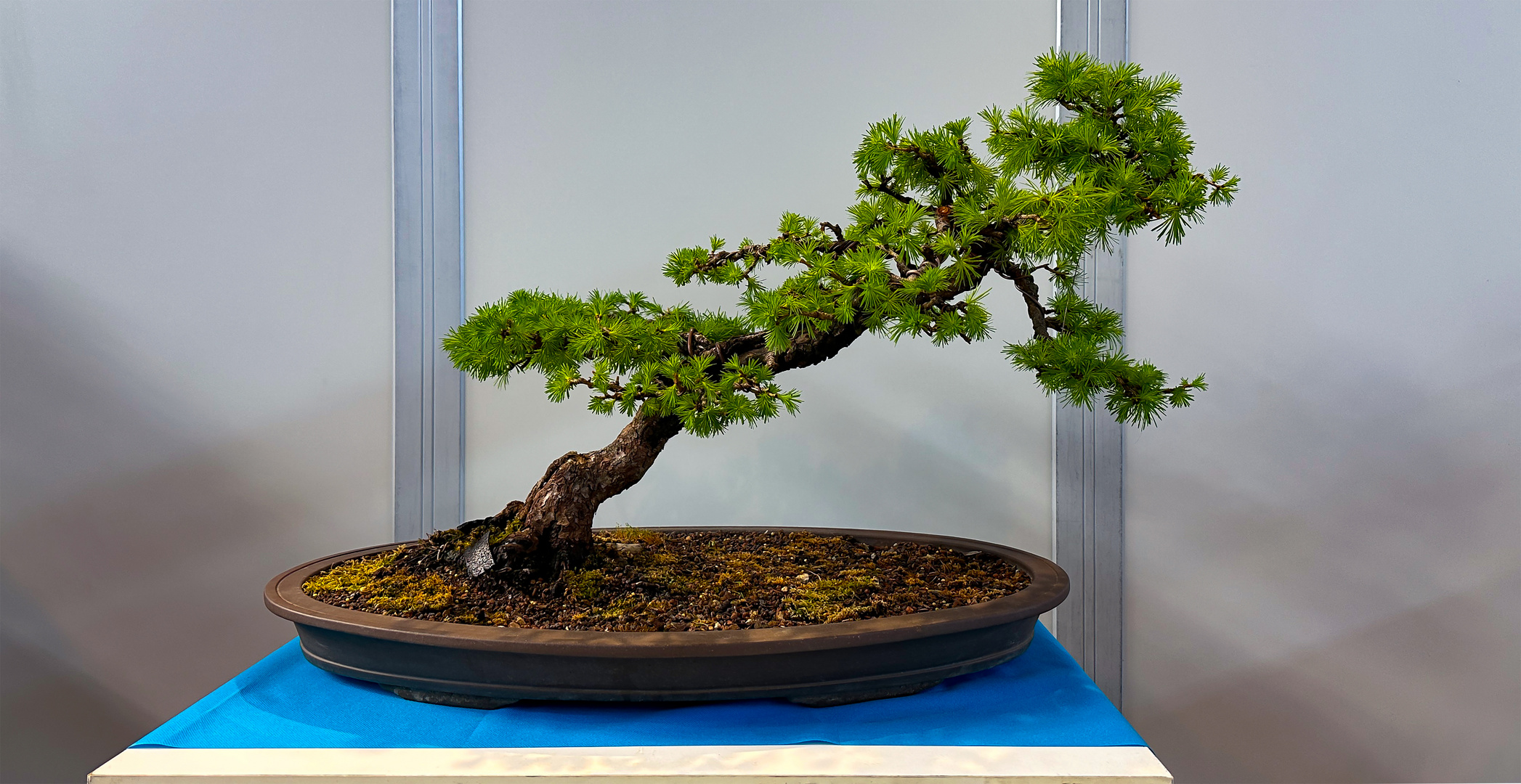 Bonsai