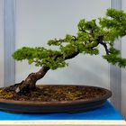 Bonsai