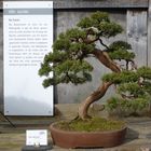 Bonsai