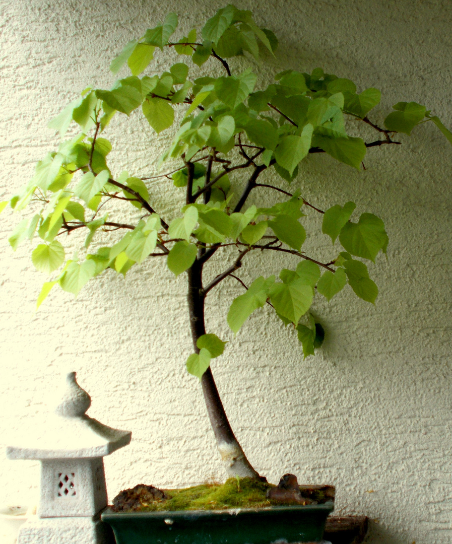 Bonsai 