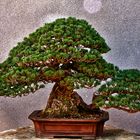 bonsai