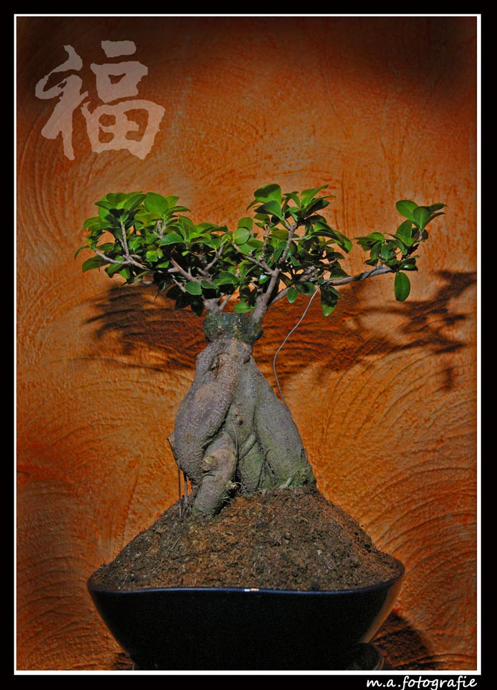 Bonsai