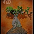 Bonsai