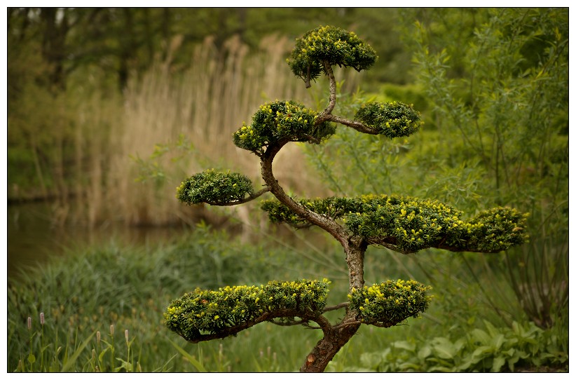 Bonsai