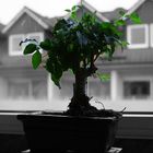 Bonsai