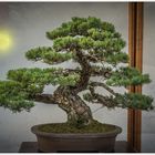 bonsai