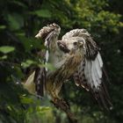 "Bonsai-Adler"