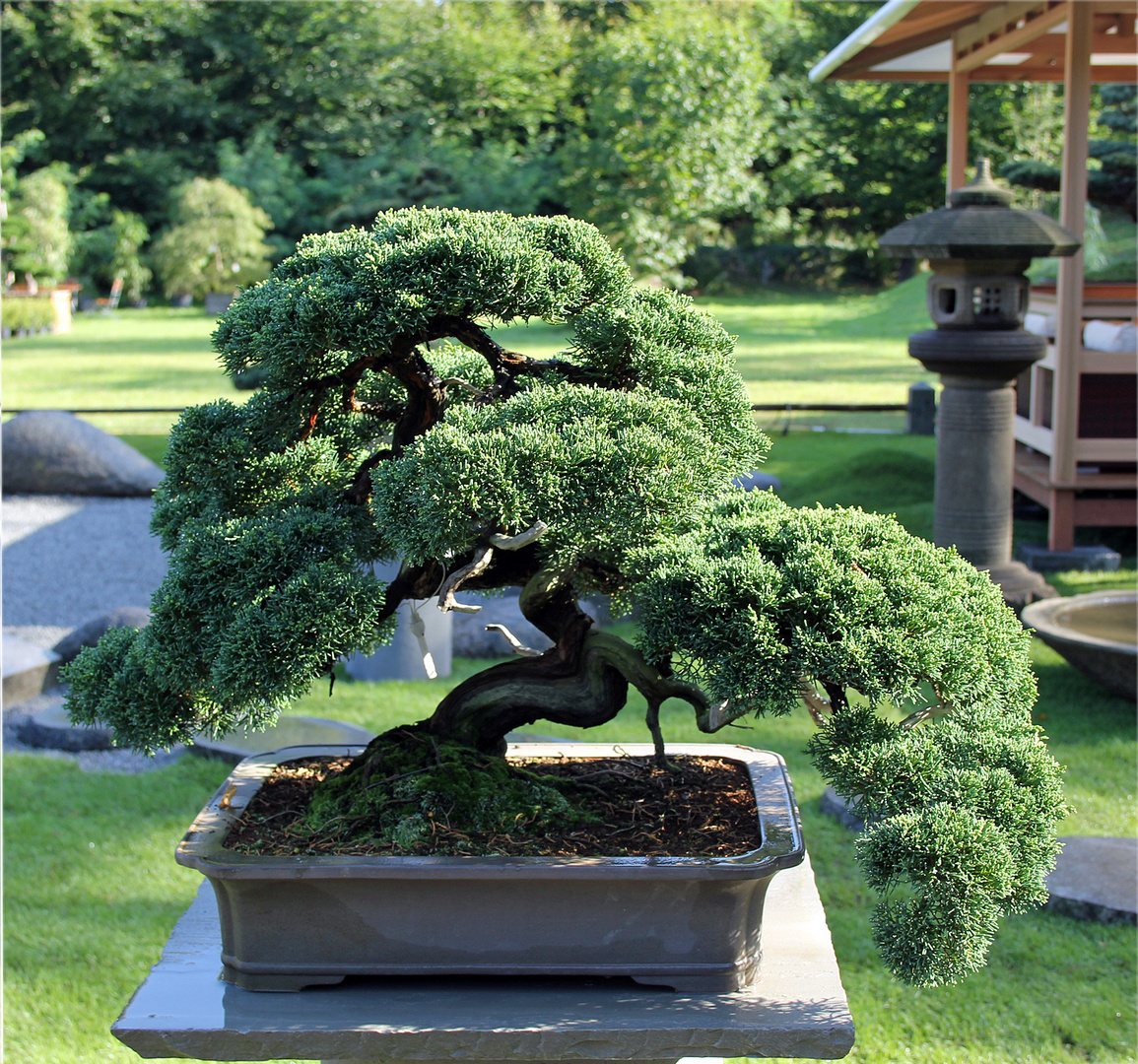 Bonsai