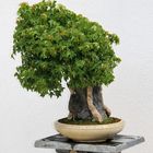 Bonsai Ahorn