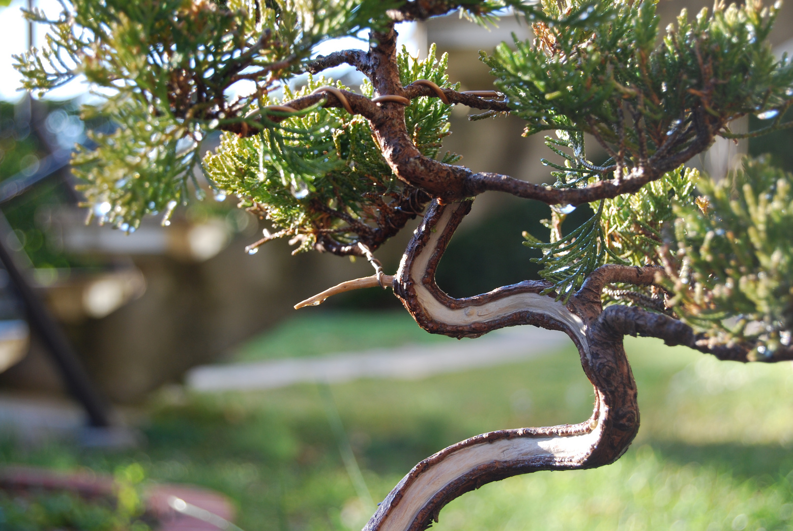 Bonsai Art