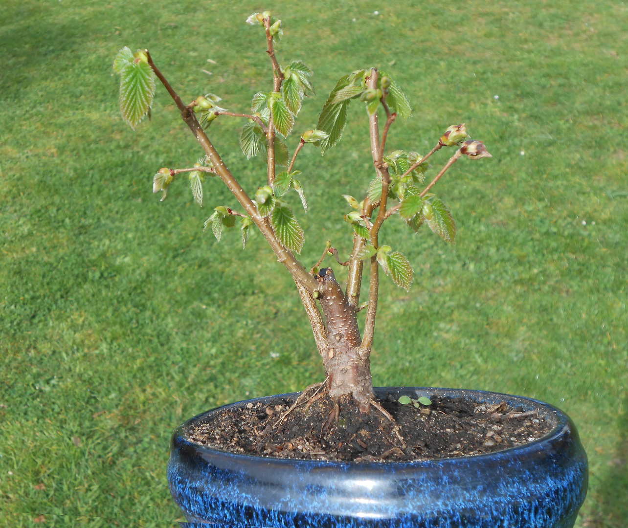 Bonsai au printemps