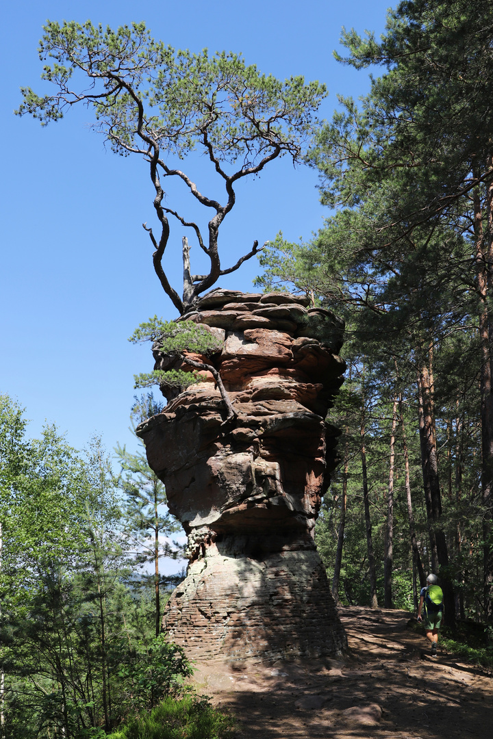 "Bonsai" auf Felsen (2020_06_25_0536_ji)