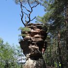 "Bonsai" auf Felsen (2020_06_25_0536_ji)