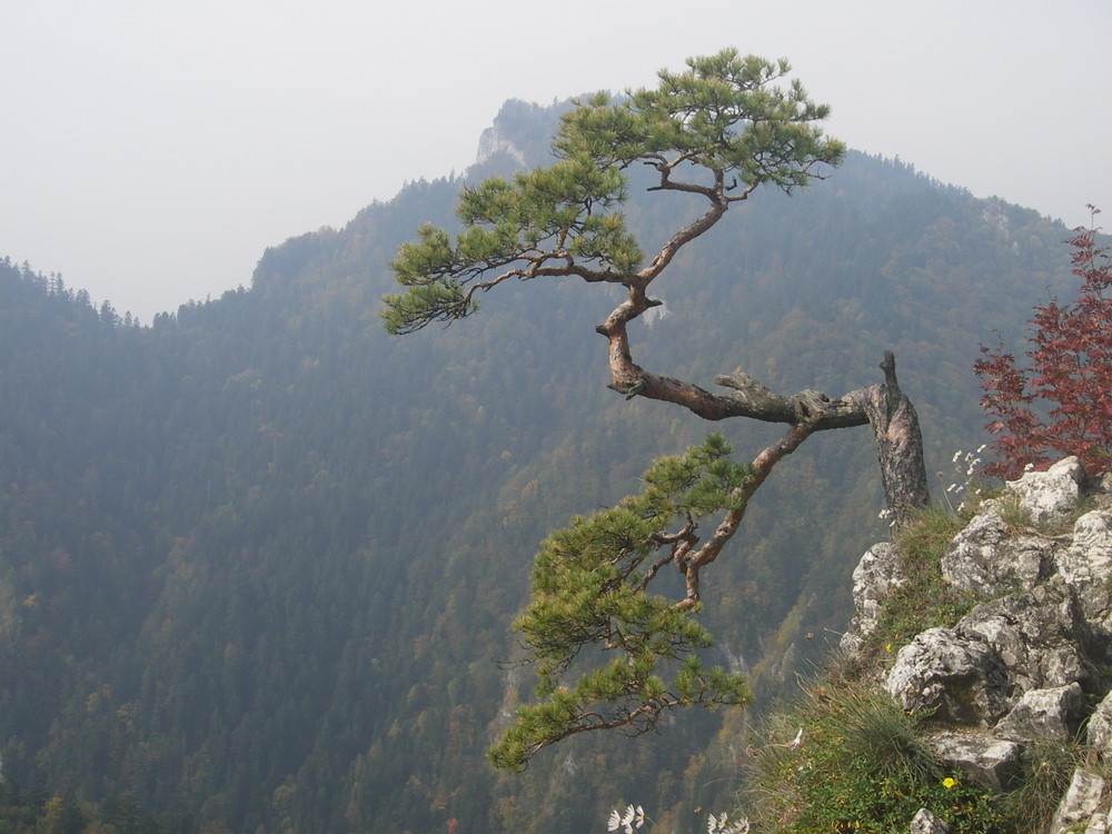 Bonsai auf Felsen