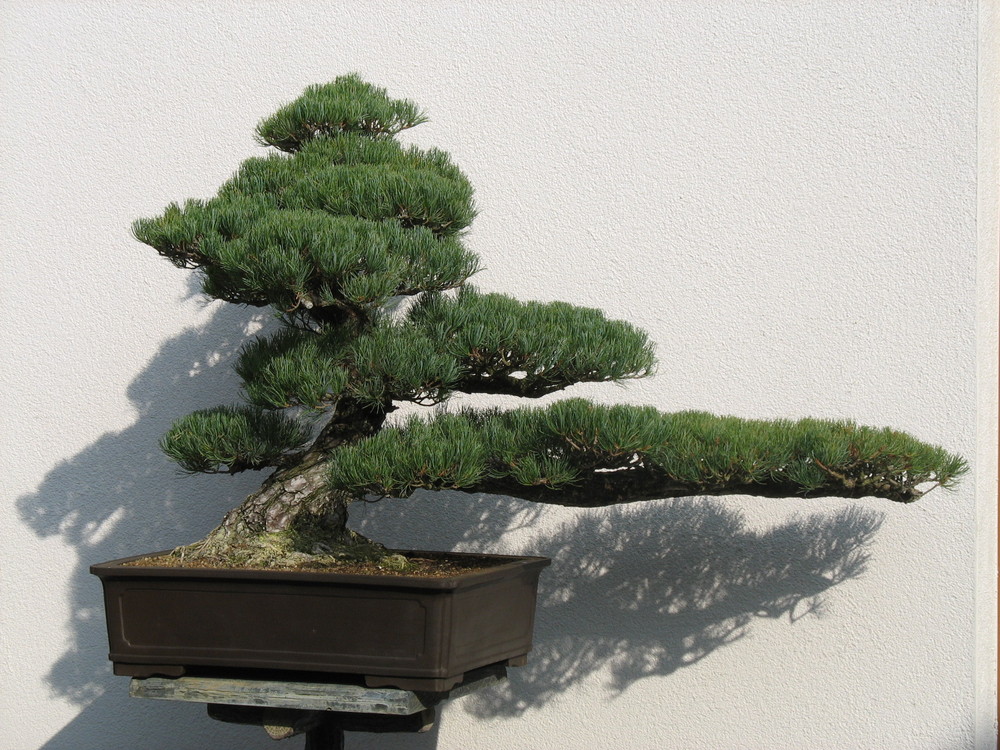 Bonsai aus dem Japanischen Garten in Bad Langensalza Foto