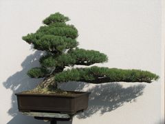 Bonsai aus dem Japanischen Garten in Bad Langensalza