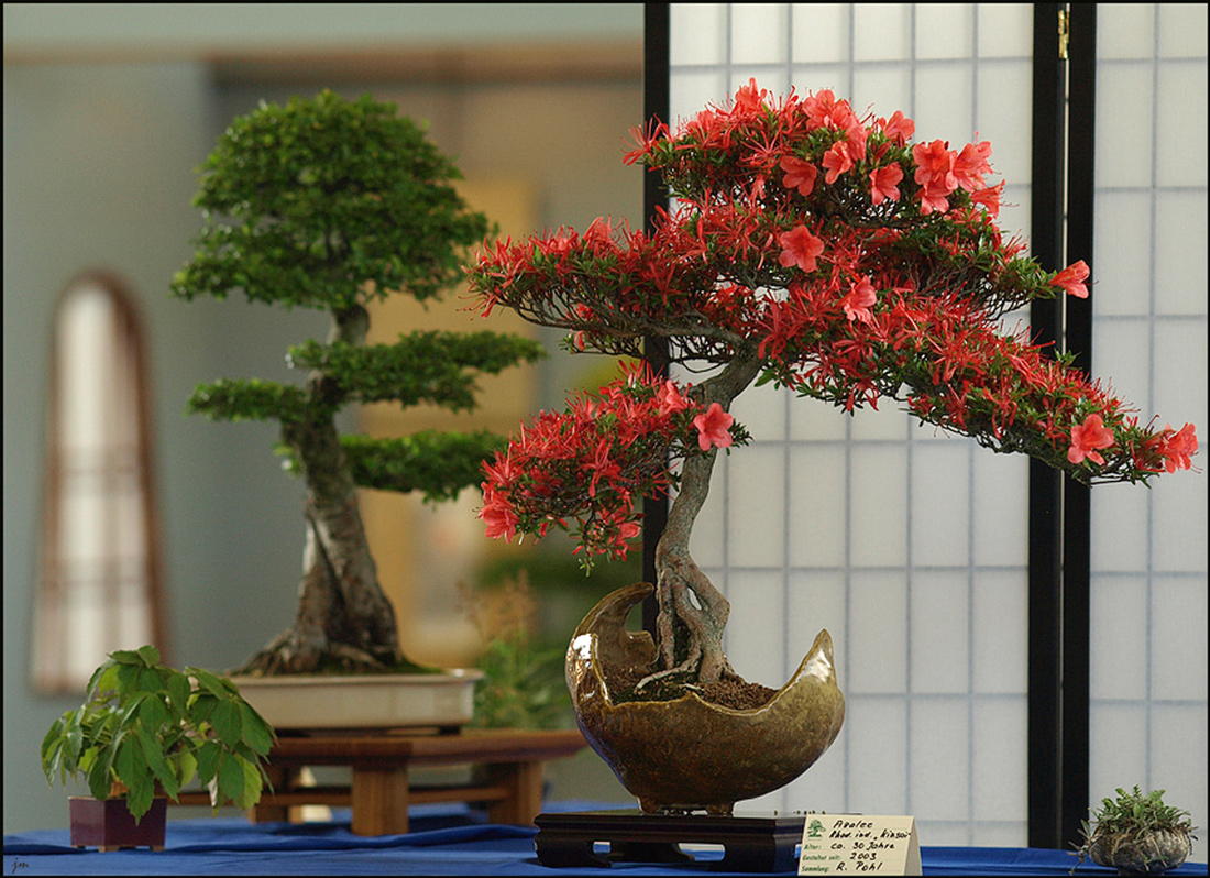 Bonsai Ausstellung 