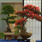 Bonsai Ausstellung 
