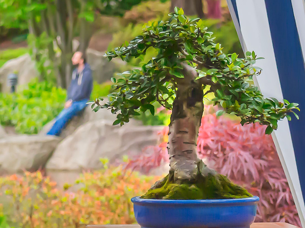 Bonsai Bäumchen