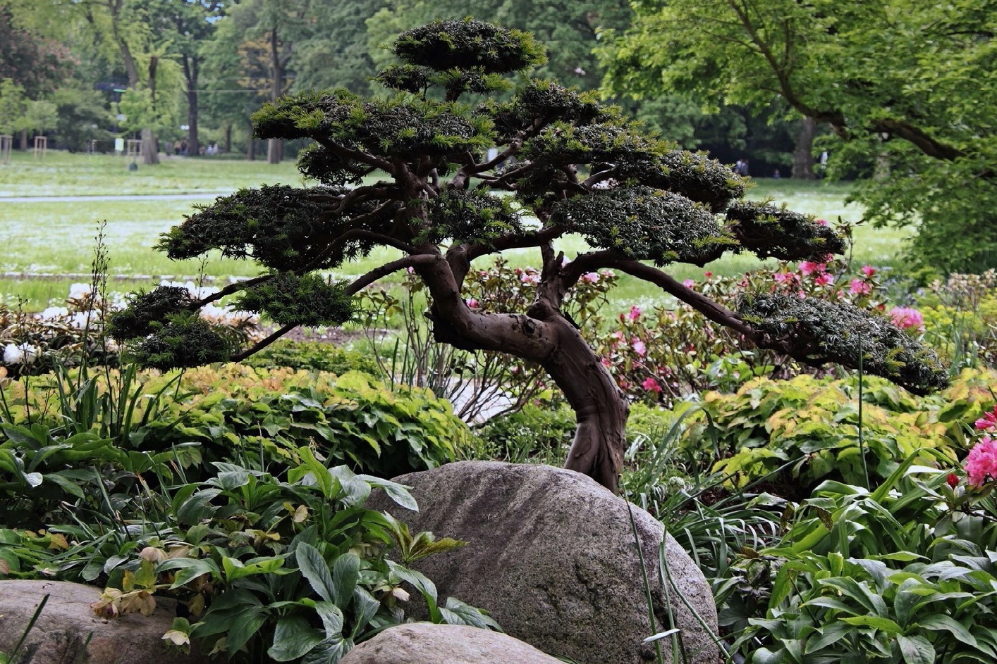 Bonsai - Baum