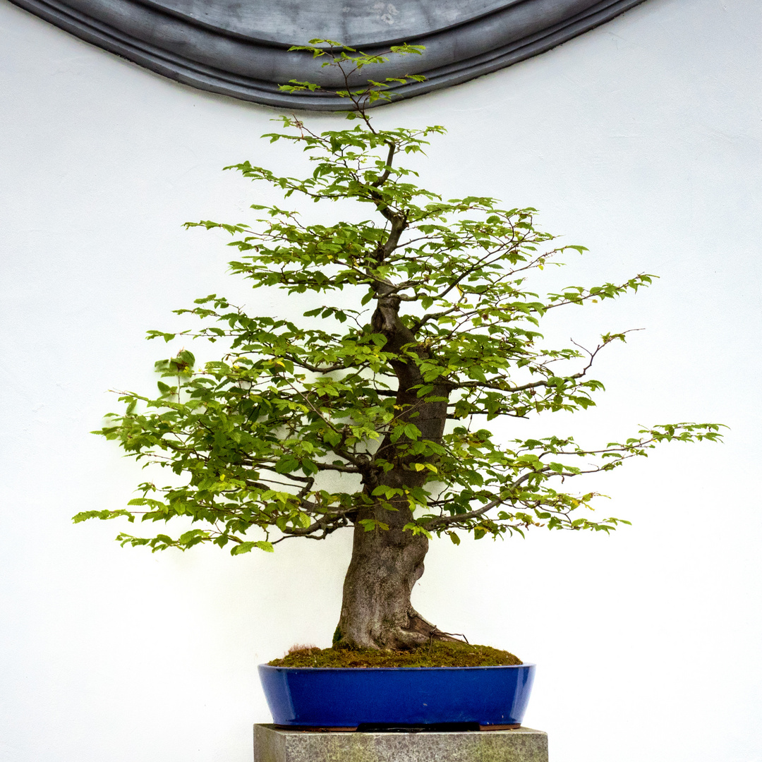 Bonsai Baum