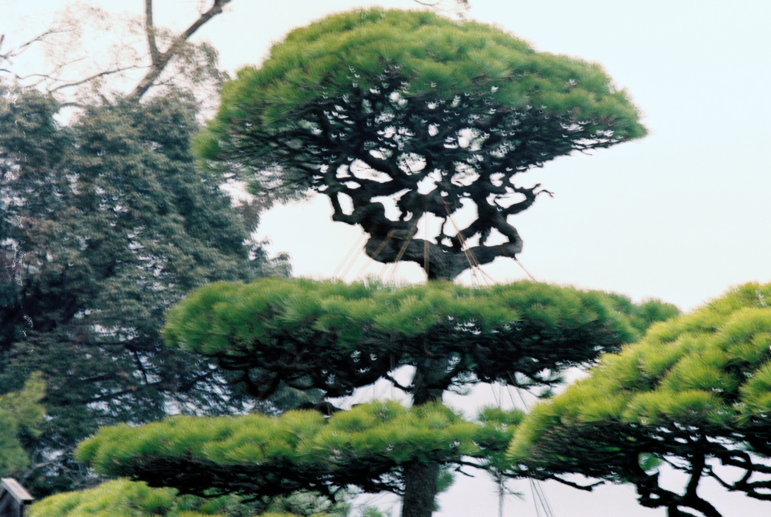 Bonsai Baum in der HIMEJI Burganlage