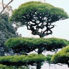 Bonsai Baum in der HIMEJI Burganlage