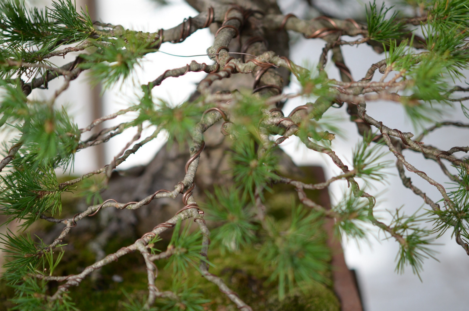 Bonsai