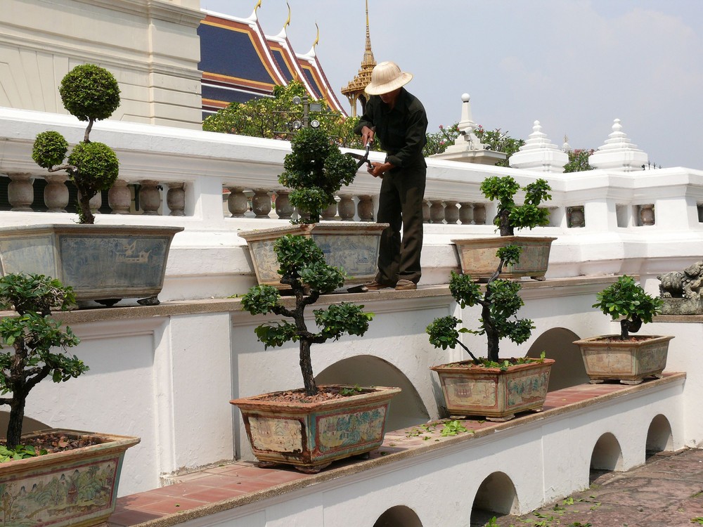 Bonsai-Beschneidung....