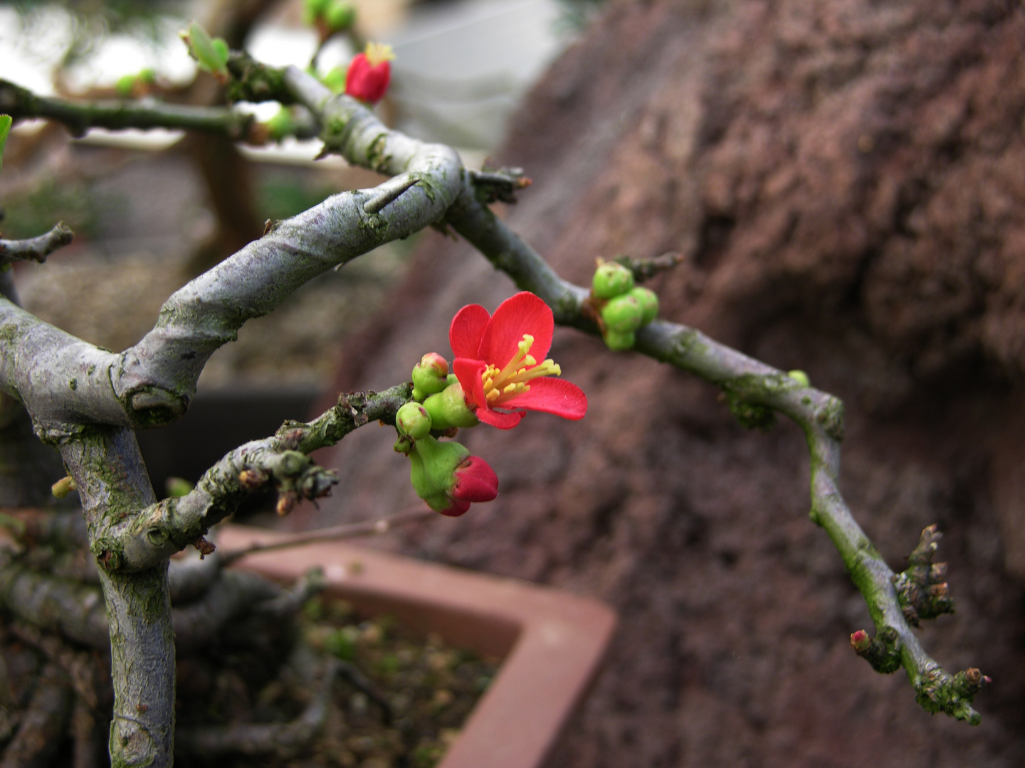 Bonsai-Blüte