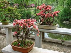 Bonsai Blüte