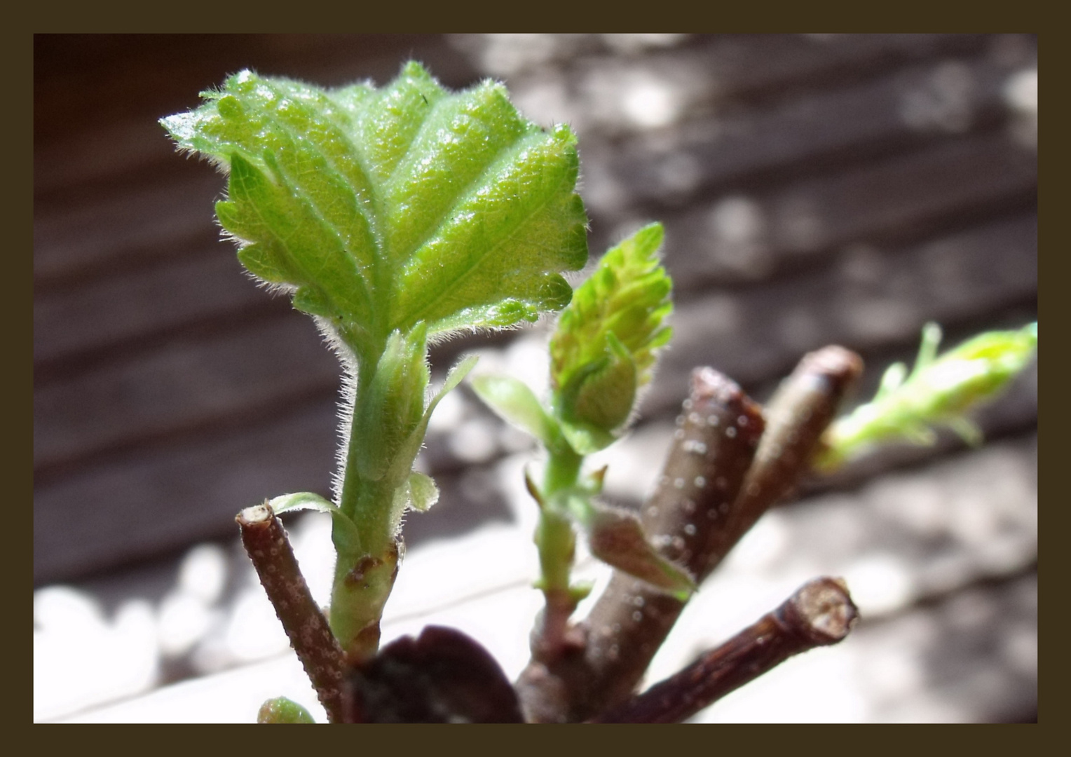 Bonsai Blüte Birke