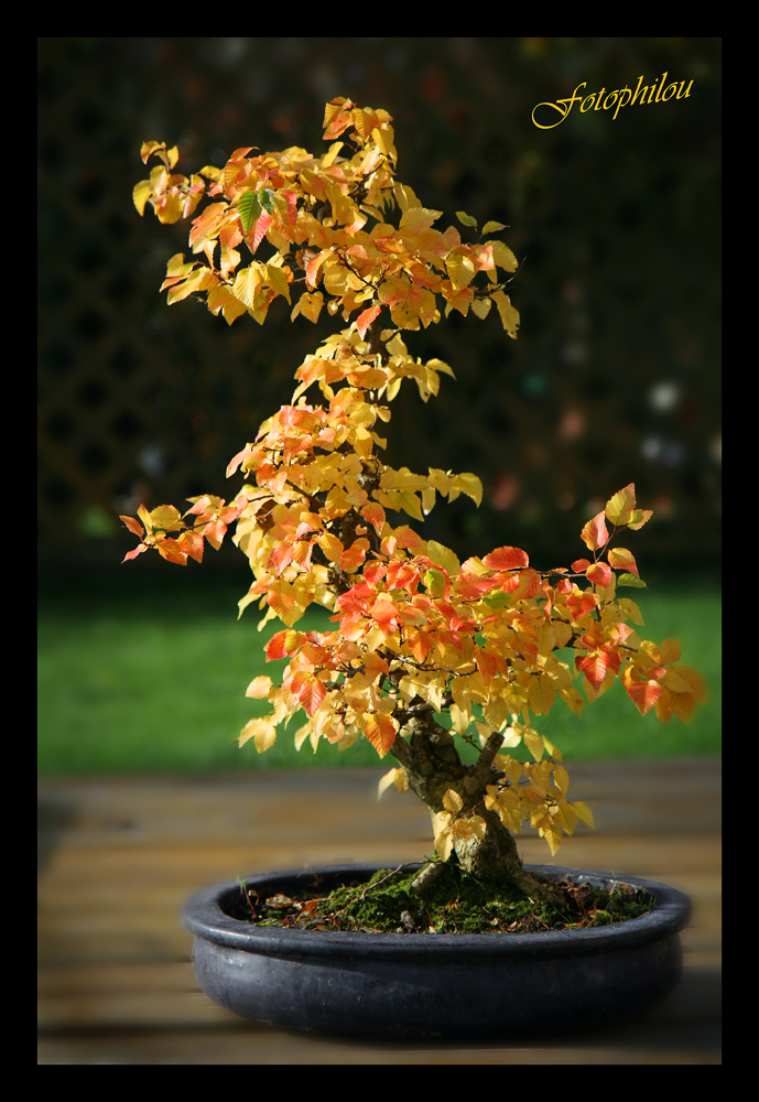 Bonsai Carpinus laxiflora