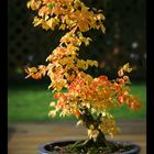 Bonsai Carpinus laxiflora