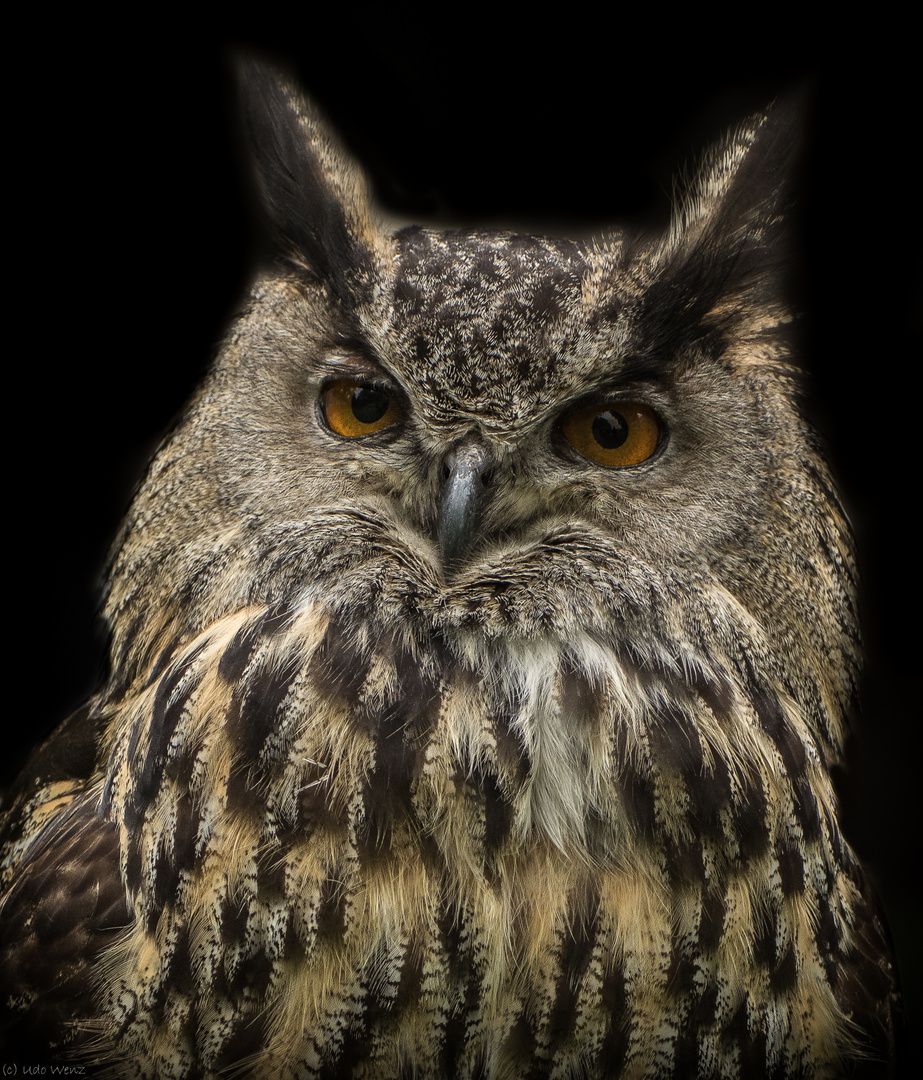 *Bonsai die Eule*..... Foto & Bild | world, schottland, natur Bilder