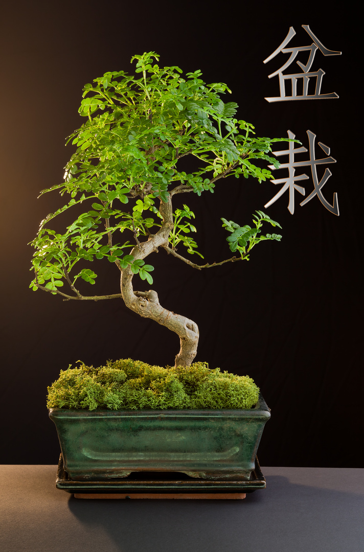 Bonsai