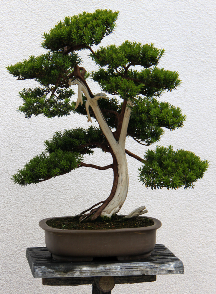Bonsai Eibe Foto &amp; Bild deutschland, europe, thüringen