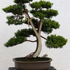 Bonsai Eibe